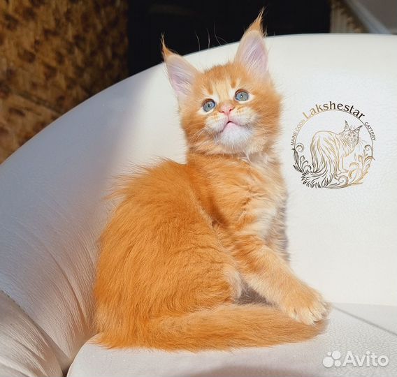 Огненная Treisy Mos Lakshestar