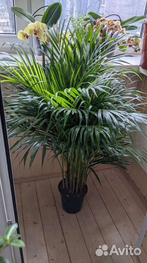 Пальма Арека, Дипсис