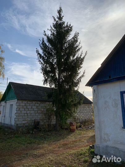 Ель живая