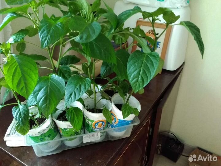 Рассада: помидоры, перцы, баклажаны, петуньи