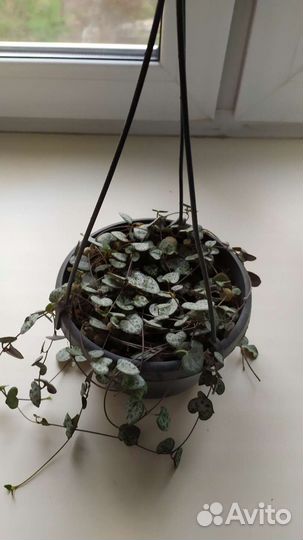 Комнатные растения