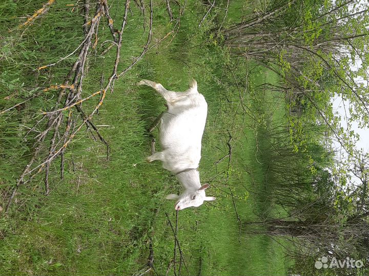 Коза