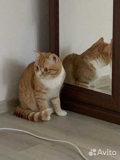 Котик в дар