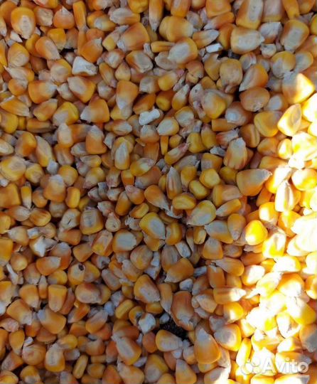 Пшеница яровая, Рожь яровая корма