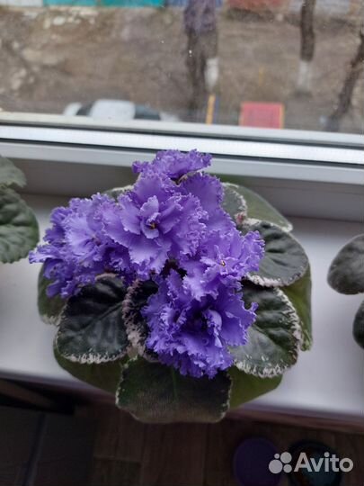 Фиалка Небесное создание