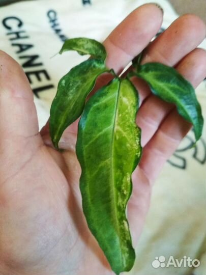 Сингониум ангустатум с желтой вариегатностью