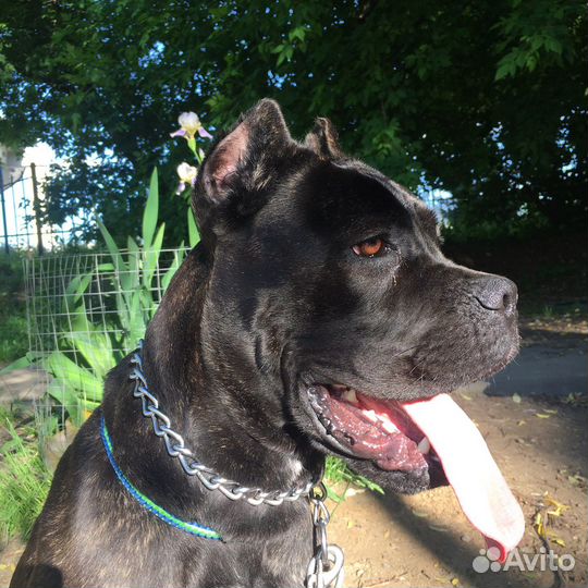 Выгул собак