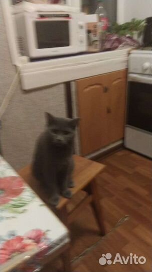 Вислоухая кошка