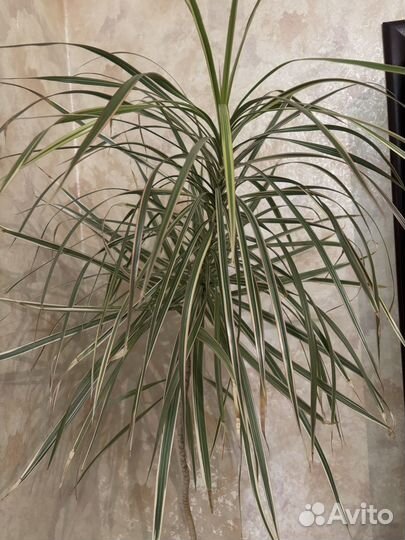 Драцена маргината