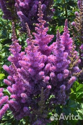 Астильбы сортовые (с зкс)