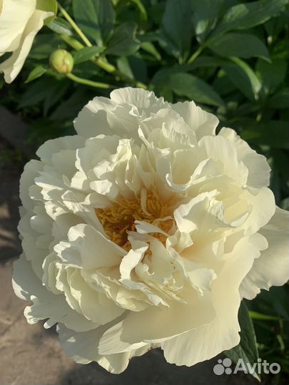 Пион Vanilla Shnapps