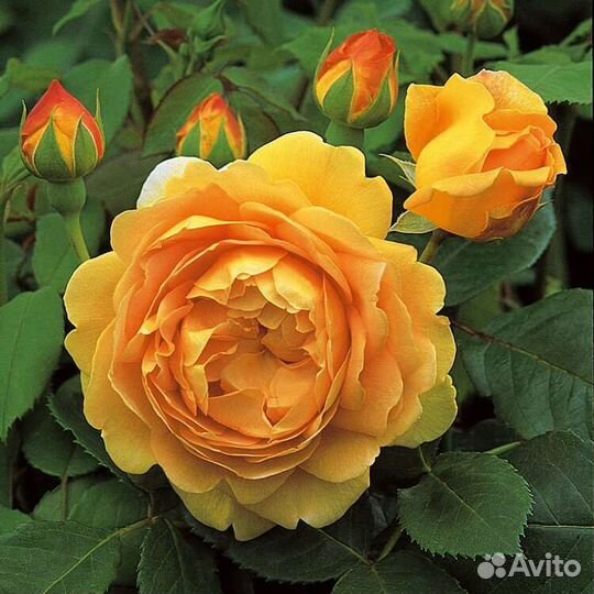 Саженцы Роз Девида Остина на осень заказ