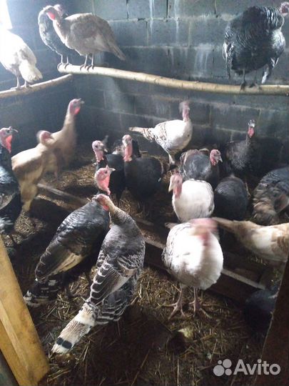 Продам индюков