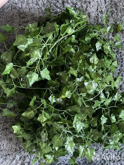 Комнатные цветы лианы