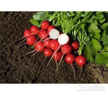 Профсемена томат огурец перец кабачок редис лук