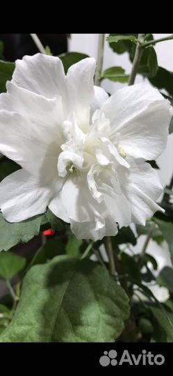 Гибискус белый махровый