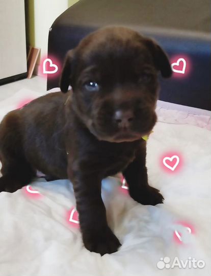 Щенки лабрадора