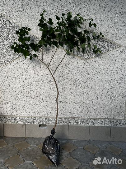 Сирень белая махровая