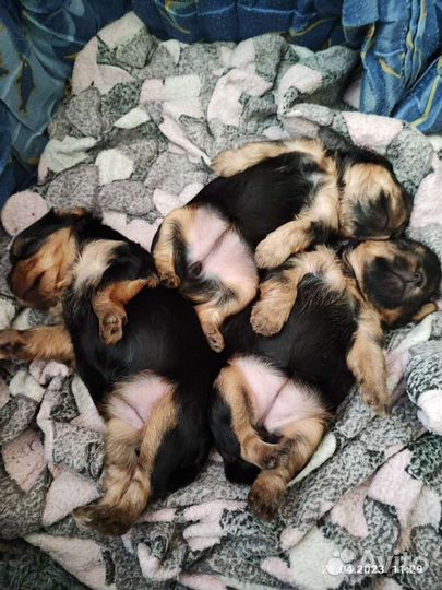 Случка собак