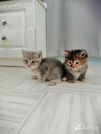 Британские котята короткошерстные