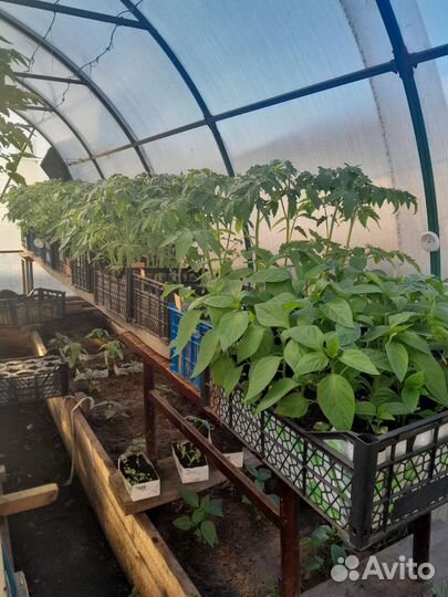 Рассада помидор, перца, огурцов