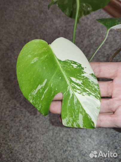 Монстера вариегатная Альба
