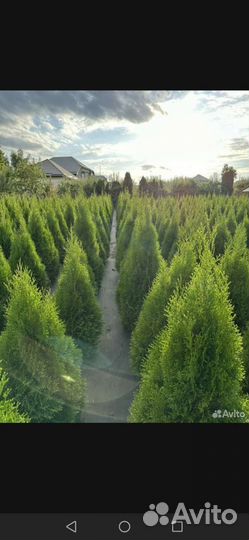 Туи смарагд,колумна,шаровидные карликовые