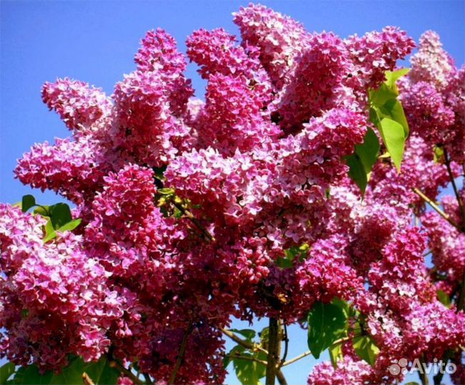 Сирень Красная Москва