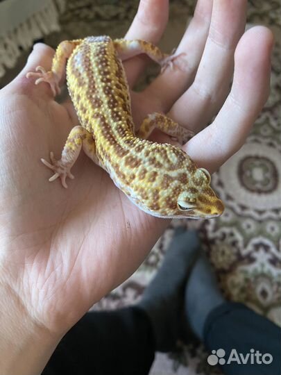 Эублефар самец