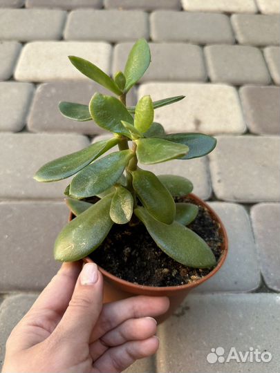 Денежное дерево