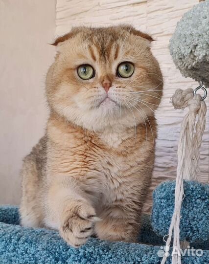 Шотландский вислоухий кот фолд золото для вязки