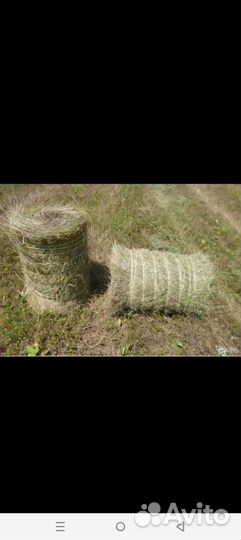 Продам сено в рулонах