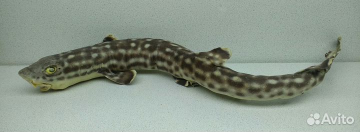 Акула 44,4 морской сувенир подарок