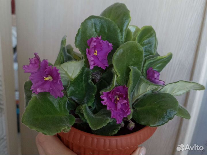 Фиалки
