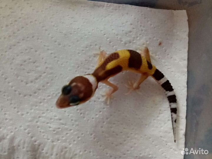 Пятнистый эублефар та