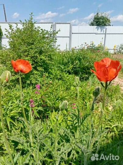 Купальница Оранж Принцесс и мак красный садовый