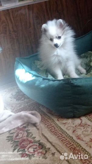 Щенок немецкого шпица