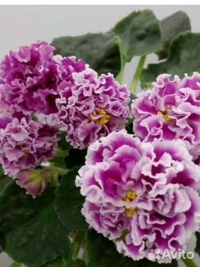 Фиалка сортовая