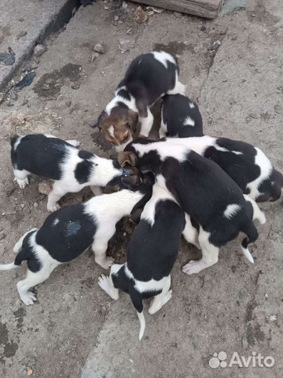 Собаки щенки