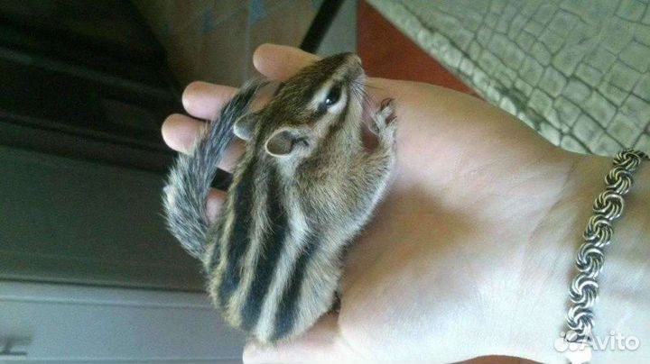 Бурундуки домашнего разведения