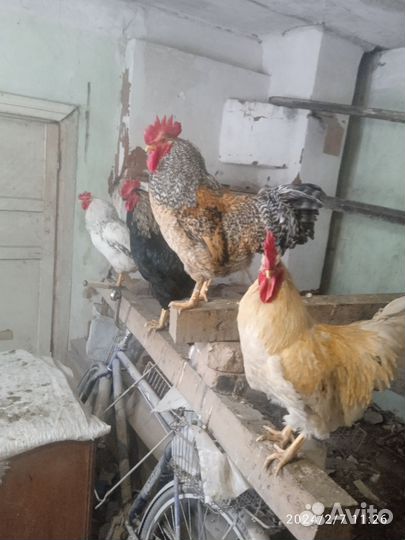 Продам Петушков