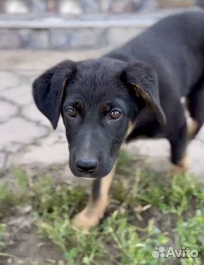 Щенок в добрые руки