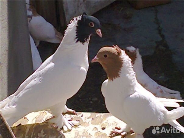 Голуби