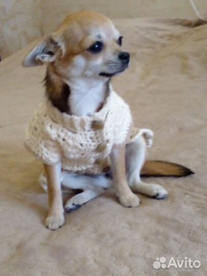 Вязание на заказ для Чехуахуа