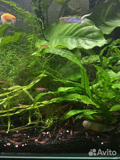 Креветки Вишня