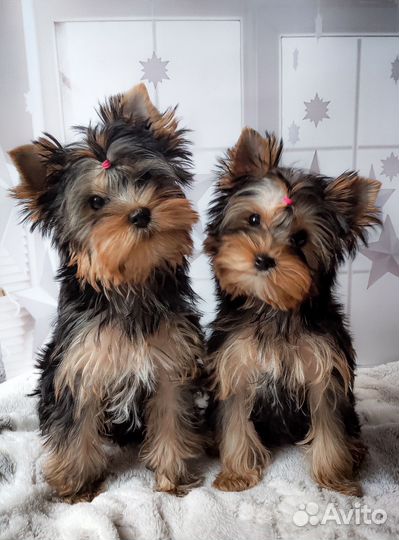 Йорки - девочки