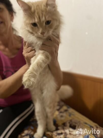 Кот котенок