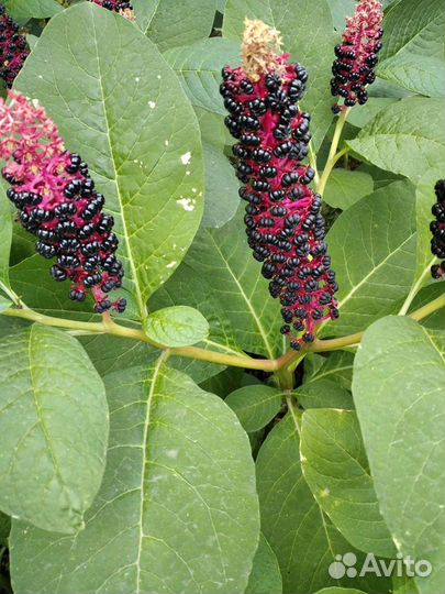 Ромашка жёлтая,птицемлечник, локонос