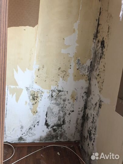 Дезинфектор Уничтожение / Тараканы/ Клопы/Плесень