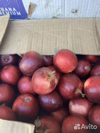 Яблоко оптом